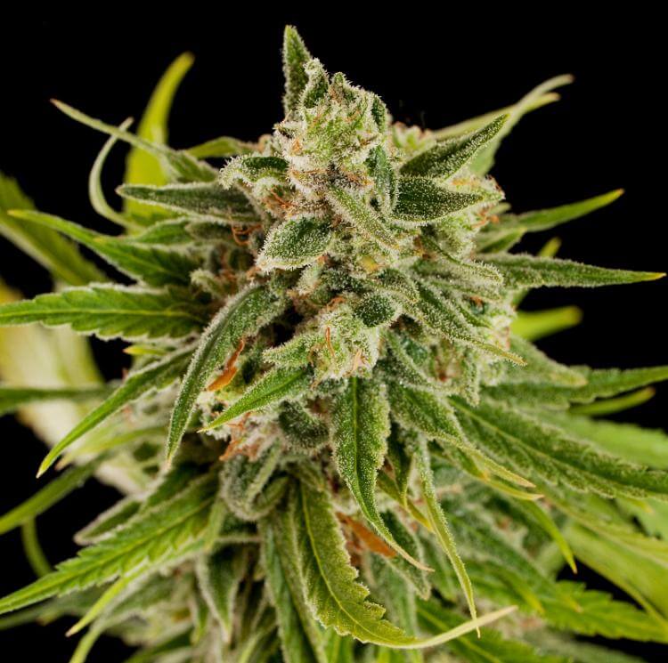 Sweet Deep Grapefruit 